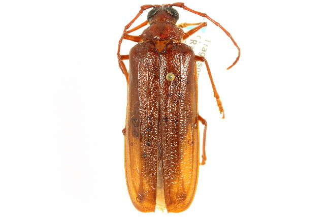 Image of Tragosoma spiculum