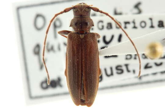 Image of Opsimus