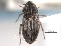 Image of Helophoridae