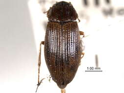 Image of Helophoridae