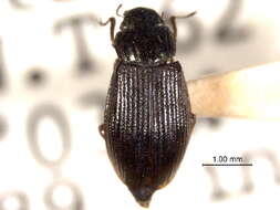 Image of Helophoridae