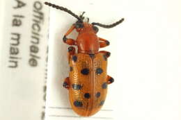 Image of Asparagus beetle