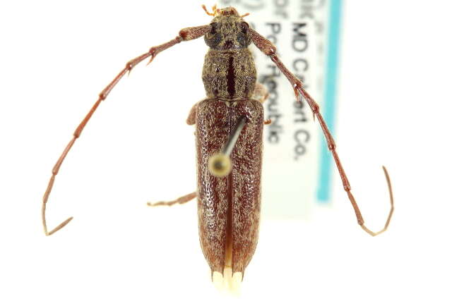 Image of Elaphidion