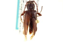 Image of Phymatodes