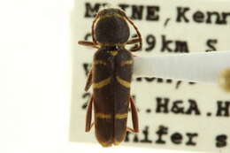 Image of Clytus