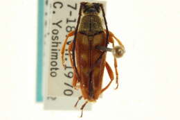 Image of Typocerus