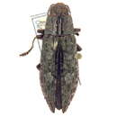 Image of Chrysochroini