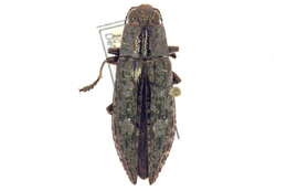 Image of Chrysochroini