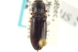 Image of Oxygonus