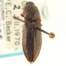 Image of Setasomus