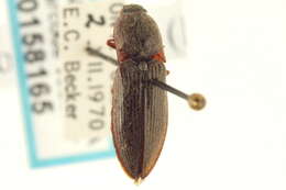 Image of Setasomus