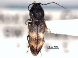 Image of Paracardiophorus