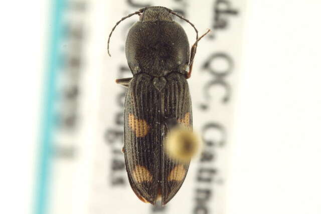 Image of Paracardiophorus