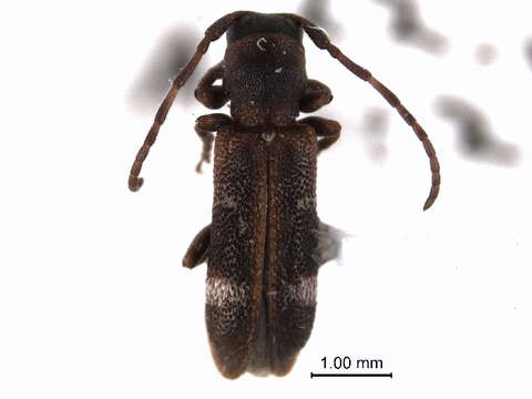 Image of Psenocerus