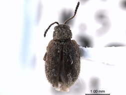 Image of Distigmoptera