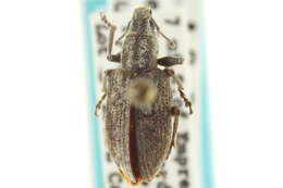 Image of Tanymecus