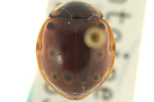 Image of Giant Lady Beetles