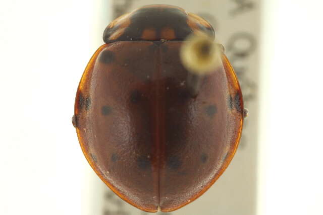 Image of Giant Lady Beetles