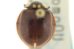 Image of Giant Lady Beetles