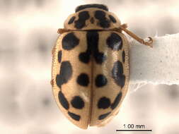 Image of Anisosticta