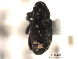 Image of Tyloderma