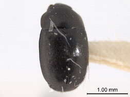 Image of Meligethinae