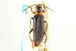 Image of Cantharis