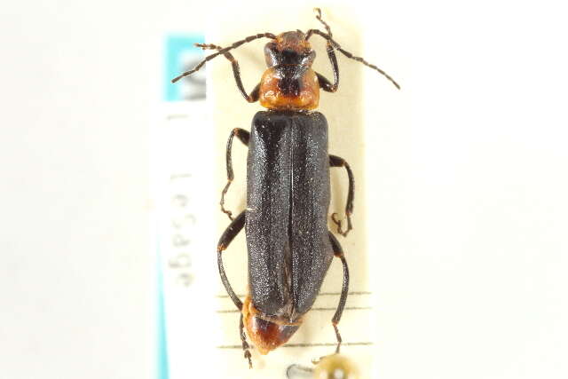 Image of Cantharis