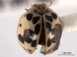 Image of Fungus-eating Lady Beetles