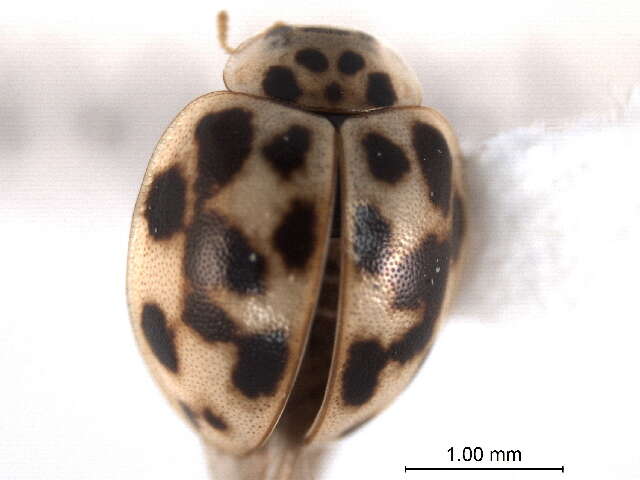 Image of Fungus-eating Lady Beetles