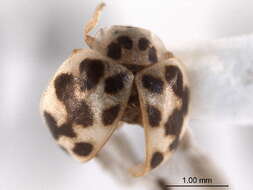 Image of Fungus-eating Lady Beetles