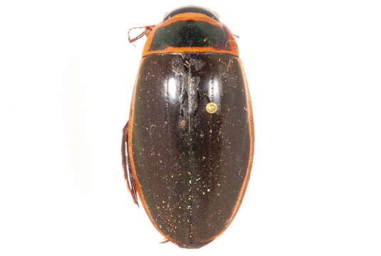 Image of Dytiscus