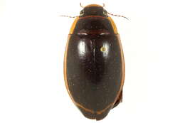 Image of Dytiscus