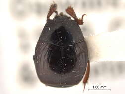 Image of Geomysaprinus