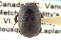 Image of Neopachylopus