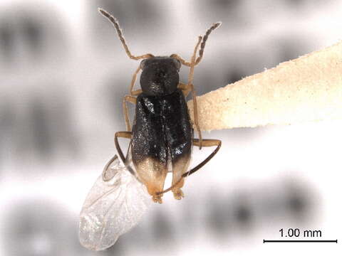 Image of Malachiidae