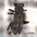 Image of Hydnocerinae