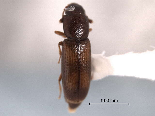 Image of small flattened bark beetles