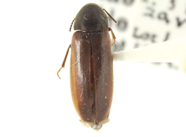 Image of false darkling beetles