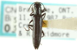 Image of Biota