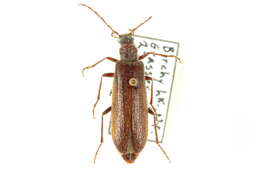 Image of Polyphaga Emery 1886
