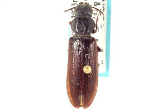 Image of conifer bark beetles