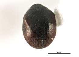 Image of Biota
