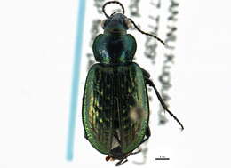 Image of Elaphrinae