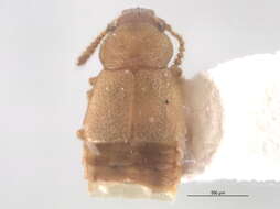 Image of winter rove beetle