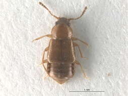 Image of winter rove beetle