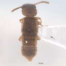 Image of Phloeocharinae