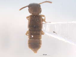 Image of Phloeocharinae