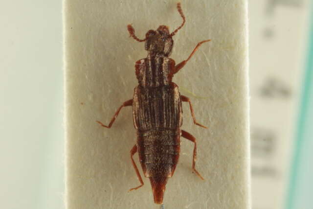 Image of Pseudopsinae