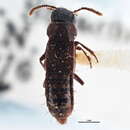 Olisthaerinae resmi